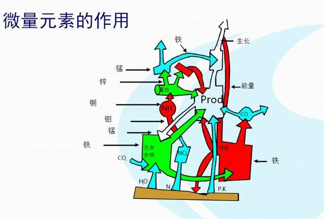 全自动绿巨人黄色视频下载厂家分析体内微量元素的互相作用
